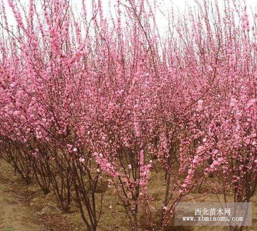 山东泰安榆叶梅基地