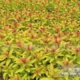 山東繡線菊基地河北天津大連煙臺(tái)青島繡線菊基地報(bào)價(jià)