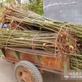 大量供應(yīng)紅香椿樹苗