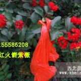 紅火箭紫薇30天收入超百萬(wàn)你不信？