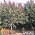 紅葉碧桃|紅葉碧桃價格|紅葉碧桃苗木基地