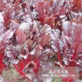 紅葉甜菜|紅葉甜菜價(jià)格|紅葉甜菜基地