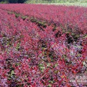 红叶小檗|紫叶小檗价格|紫叶小檗苗木基地