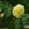 薔薇|大花薔薇價(jià)格|藤本月季|薔薇基地