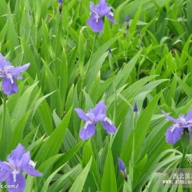 鸢尾价格|鸢尾苗木基地|蓝花鸢尾