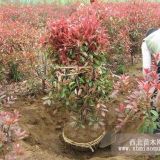 高桿紅葉石楠價(jià)格\紅葉石楠球價(jià)格紅葉石楠小苗