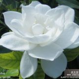 江蘇南京梔子花供應(yīng) 江蘇梔子花價(jià)格 出售江蘇梔子花