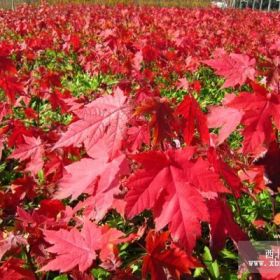 美國紅楓速生法桐速生白蠟速生國槐北欒等大小苗木