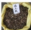 小粒雞爪槭種子