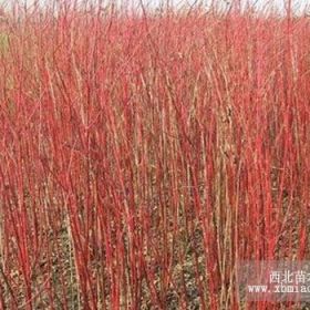 泰安红瑞木价格潍坊红瑞木基地德州红瑞木价格天津红瑞木报价