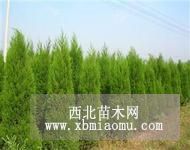 天津蜀侩基地河北蜀侩价格潍坊蜀侩冬季草花价格