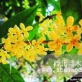 供應(yīng)蜀檜、大葉女貞、金葉女貞，桂花、龍柏、紅葉石楠等