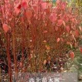 供應(yīng)垂柳、木槿、紅瑞木、櫻花、意楊等