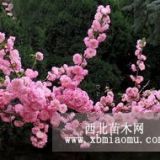 供應(yīng)紫葉李、大葉女貞、蜀檜、紅楓、櫻花、桂花、榆葉梅