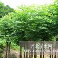 供應(yīng)紅葉李、大葉女貞、紫薇、紫荊、欒樹