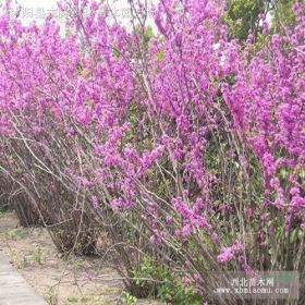 山东丛生紫荆烟台泰安潍坊青岛大连丛生紫荆基地