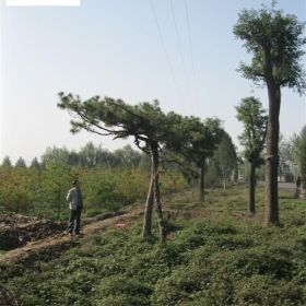 雪松，雪松價(jià)格，雪松樹(shù)苗，實(shí)生雪松