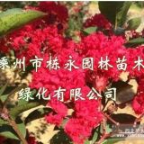 紫薇.桂花.海棠.紅楓.雞爪槭...