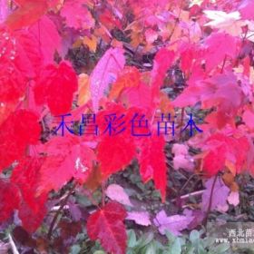 美國紅楓、紅國王挪威槭