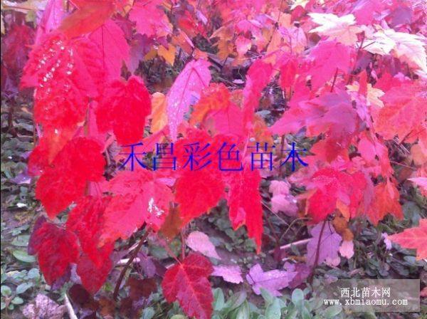 美國紅楓