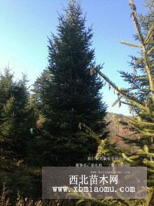 遼寧云杉本溪青杄云杉桓仁紅皮云杉