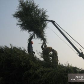 南京雪松1-8m大量销售