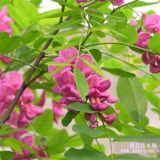 供應(yīng)嫁接香花槐