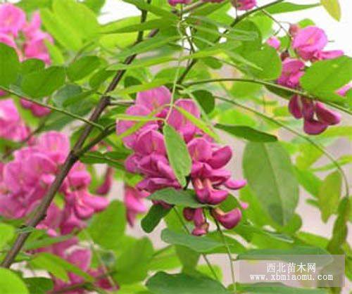 供應(yīng)各種規(guī)格嫁接香花槐