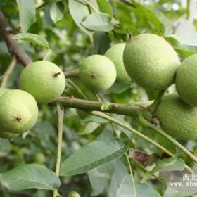 供核桃苗 苹果苗桃树苗柿子苗1-2年生果苗