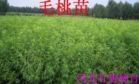 出售自家桃樹苗，杏樹苗，花椒苗，核桃苗等。