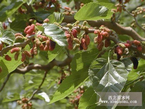 常年供应 桑树