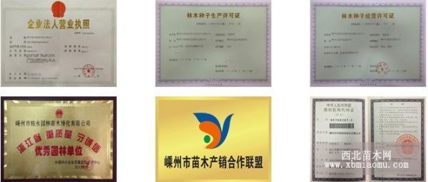 嵊州市棟永園林苗木綠化有限公司大量長期供應(yīng)苗木