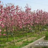 南京广玉兰、紫玉兰、黄玉兰苗圃直销