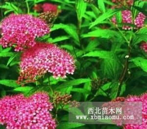 供应金叶女贞苗、红花绣线菊、大叶黄杨球