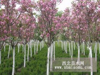 雪松基地供應(yīng)櫻花、五角楓、廣玉蘭類苗木