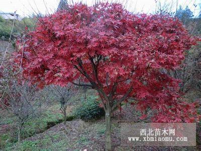 常年供应 日本红枫