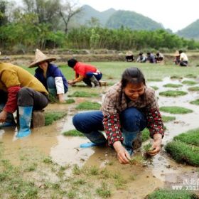 供应全国各地草皮，鞍山草皮（鞍山草皮价格）