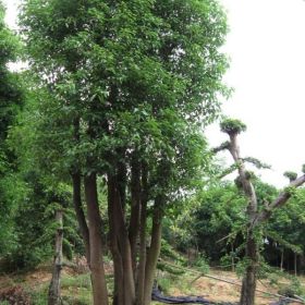 高分枝點直徑60公分骨架移植香樟樹出售