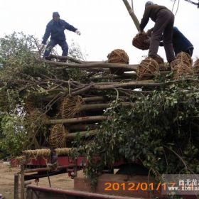 全国大叶女贞基地 大叶女贞树价格