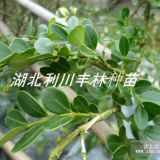 湖北恩施高山小叶黄杨 瓜子黄杨 上海黄杨价格黄杨种植技术