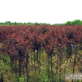 供应紫叶李苗山西紫叶李苗基地