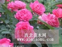 本公司常年對(duì)外直銷(xiāo) 月季花