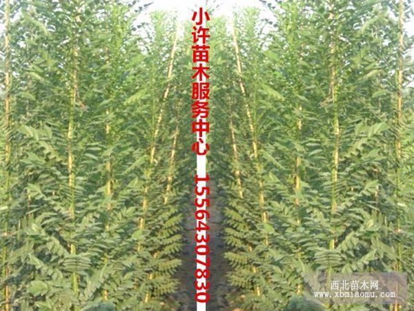 渤海紅柳、速生槐、換頭槐樹(shù)、白蠟