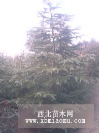 石家庄雪松价格/保定雪松价格