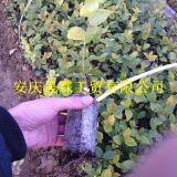 長期供應高品質油茶苗 價格從優(yōu)