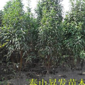 山東山桃樹，定桿山桃樹，工程桃樹，定植桃樹