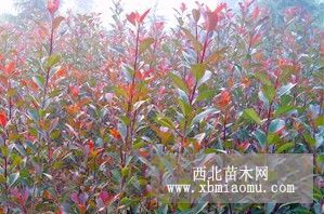 紅葉石楠/紅葉石楠小苗/石楠大杯苗/紅葉石楠容器苗