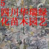 香樟苗、香樟樹(shù)、海棠、桂花、天竺桂苗、天竺桂樹(shù)、垂柳出售