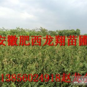 安徽肥西供應(yīng)紫薇小苗20萬(wàn)株