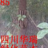 香樟苗（大葉、二葉）、香樟樹(shù)出售